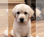 Small Photo #2 Labrador Retriever Puppy For Sale in LOS ANGELES, CA, USA