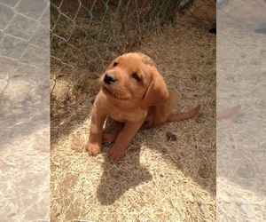Labrador Retriever Dog for Adoption in LINCOLN, California USA