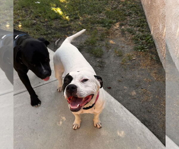 Medium Photo #1 Bullboxer Pit Puppy For Sale in San Bernardino , CA, USA
