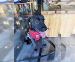 Small #2 Labrador Retriever Mix
