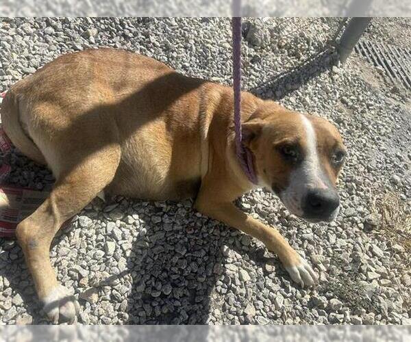 Medium Photo #1 American Pit Bull Terrier Puppy For Sale in Houston, TX, USA