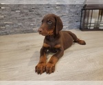 Small Photo #2 Doberman Pinscher Puppy For Sale in MONROE, NC, USA