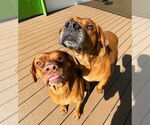 Small #2 Vizsla Mix