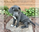 Small Photo #15 Australian Cattle Dog-Labrador Retriever Mix Puppy For Sale in BELLMEAD, TX, USA