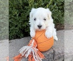 Small Maltese
