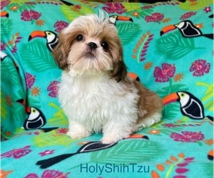 Shih Tzu Puppy for Sale in BURLESON, Texas USA