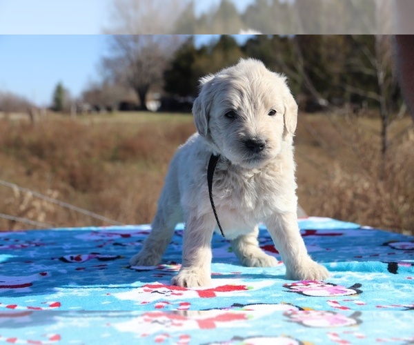 Medium Photo #29 Goldendoodle Puppy For Sale in UNION CITY, TN, USA