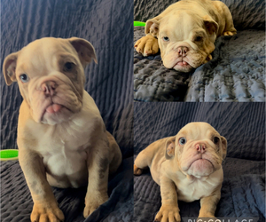Bulldog Puppy for sale in SAN JACINTO, CA, USA