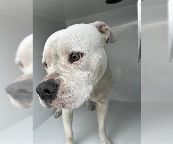 Medium Photo #1 Mutt Puppy For Sale in Houston, TX, USA