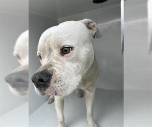 Mutt Dogs for adoption in Houston, TX, USA