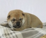 Puppy 2 Shiba Inu