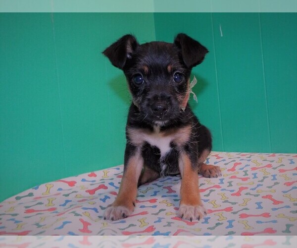 Medium Photo #2 Torkie Puppy For Sale in PATERSON, NJ, USA