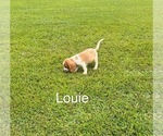 Puppy Louie Beagle