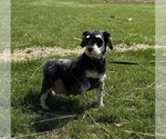 Small Photo #1 Schnauzer (Miniature) Puppy For Sale in MIDDLEBURY, IN, USA