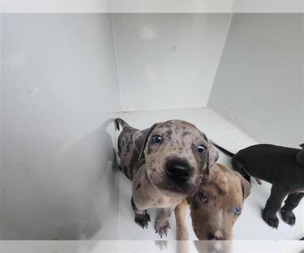 Medium Photo #1 Catahoula Leopard Dog-Unknown Mix Puppy For Sale in Houston, TX, USA