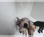 Small Catahoula Leopard Dog Mix