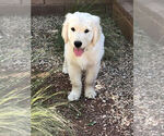 Small Photo #2 Golden Retriever Puppy For Sale in HURRICANE, UT, USA