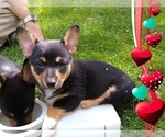 Small Photo #20 Pembroke Welsh Corgi-Scottish Terrier Mix Puppy For Sale in GREELEY, CO, USA