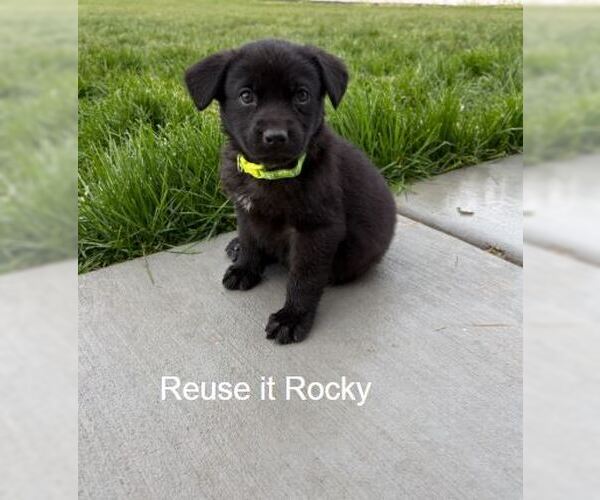 Medium Photo #1 Labrador Retriever-Unknown Mix Puppy For Sale in Sandy, UT, USA