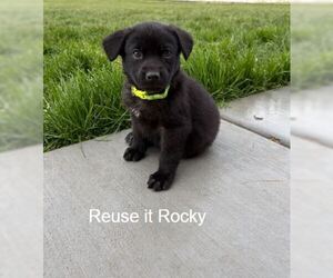 Labrador Retriever-Unknown Mix Dogs for adoption in Sandy, UT, USA