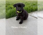 Small Labrador Retriever Mix