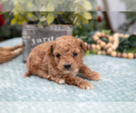 Small #2 Poodle (Miniature)