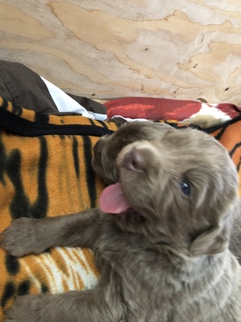 Medium Photo #12 Newfoundland Puppy For Sale in LAS VEGAS, NV, USA