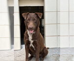 Small Labrador Retriever Mix