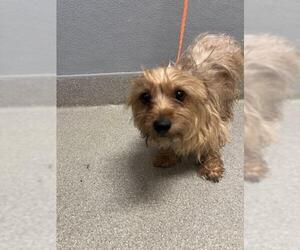 Mutt Dogs for adoption in Las Vegas, NV, USA