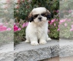 Small #7 Shih Tzu