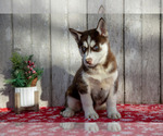 Puppy Gunner Siberian Husky