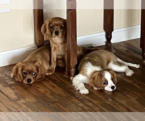 Cavalier King Charles Spaniel Puppy for sale in WAREHAM, MA, USA