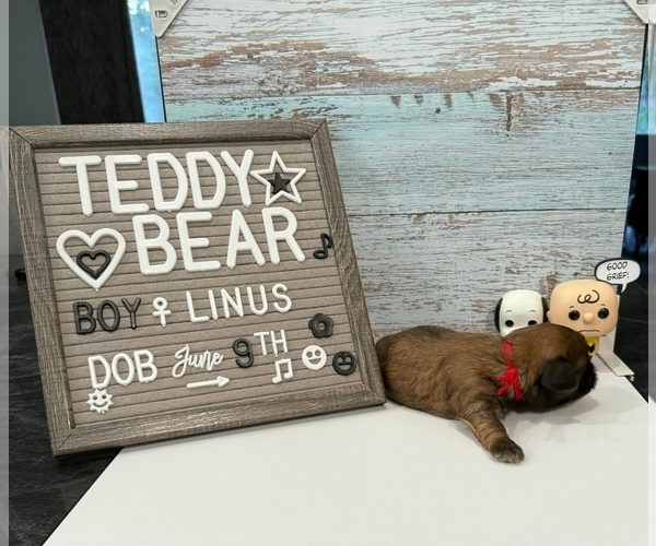 Medium Photo #14 Zuchon Puppy For Sale in NEW YORK MILLS, MN, USA
