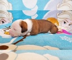 Small Photo #6 American Bulldog Puppy For Sale in MADISON, WI, USA