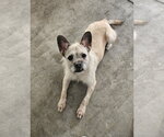 Small #1 Brussels Griffon-French Bulldog Mix