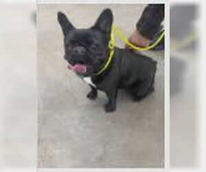 French Bulldog-Unknown Mix Dogs for adoption in Woodbury, NY, USA