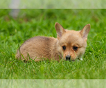Small #1 Pembroke Welsh Corgi