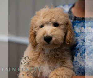 Poochon Puppy for sale in MIFFLINBURG, PA, USA