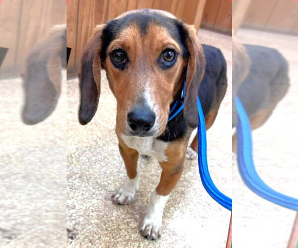 Medium Photo #3 Beagle Puppy For Sale in Dunnellon, FL, USA