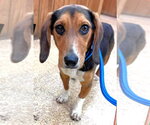 Small #2 Beagle