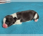 Puppy Brn and Wht Border Collie-Papillon Mix