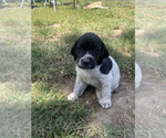 Puppy Jolene Pointer