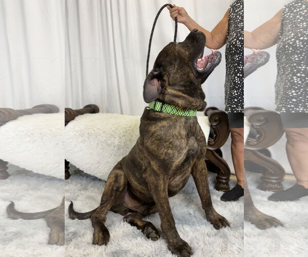 Medium Photo #11 Mastiff-Unknown Mix Puppy For Sale in Goodyear, AZ, USA