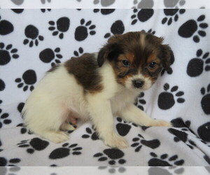 Cavalier King Charles Spaniel-Jack Russell Terrier Mix Puppy for sale in SHILOH, OH, USA