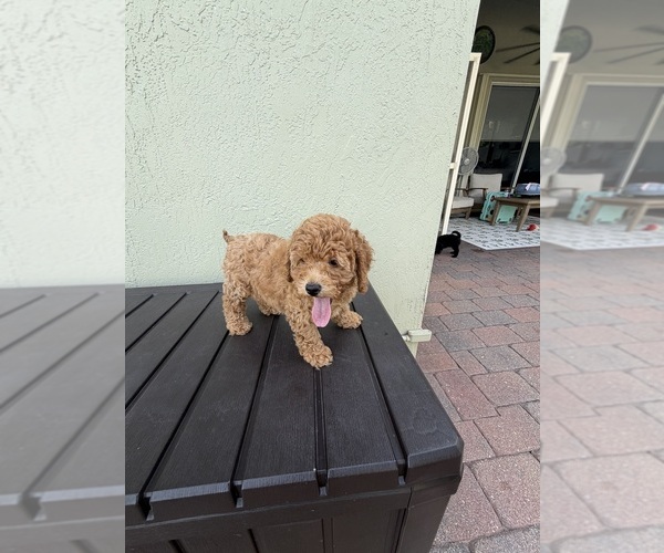 Medium Photo #1 Poodle (Miniature) Puppy For Sale in BOYNTON BEACH, FL, USA