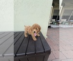 Puppy Apricot Female Poodle (Miniature)
