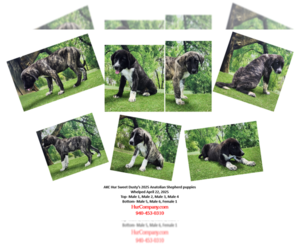 Anatolian Shepherd Puppy for sale in CUMBY, TX, USA