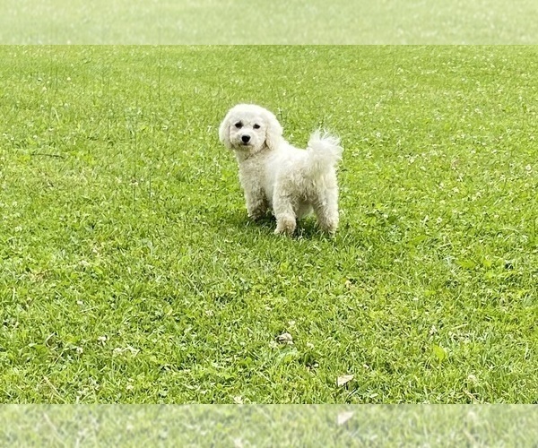 Medium Photo #1 Zuchon Puppy For Sale in MOUNT PLEASANT, MI, USA