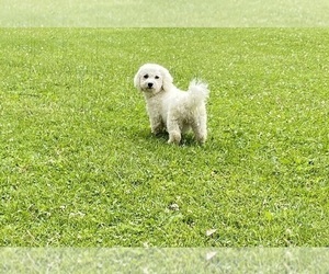 Mother of the Zuchon puppies born on 04/13/2026