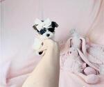 Small Photo #28 Yorkshire Terrier Puppy For Sale in WEST PALM BEACH, FL, USA